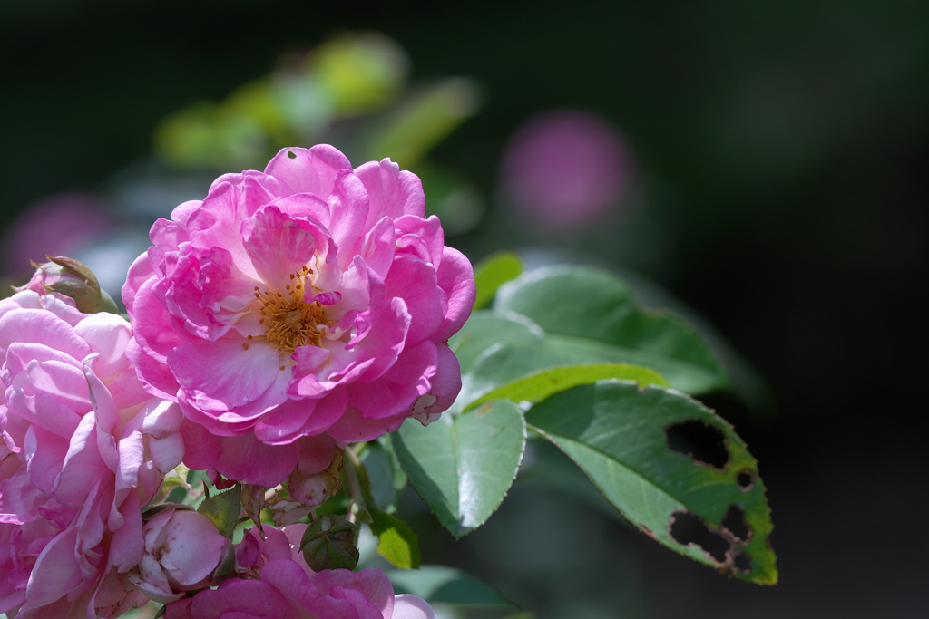 夏の薔薇