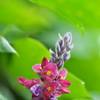 秋を知る花