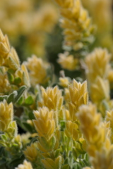 ロータスブリムストーン