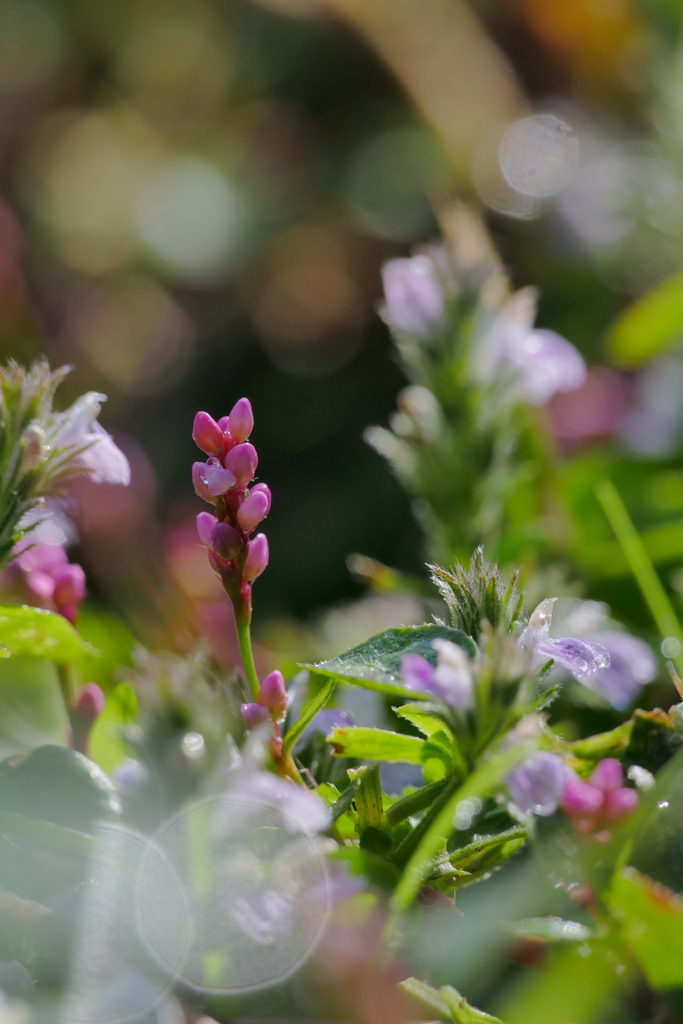 朝露の野花　イヌタデ