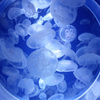 クラゲ