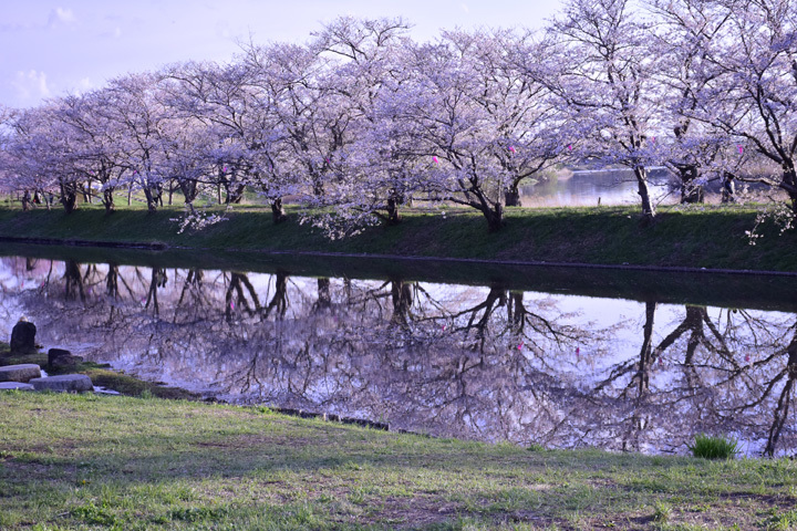 桜並木