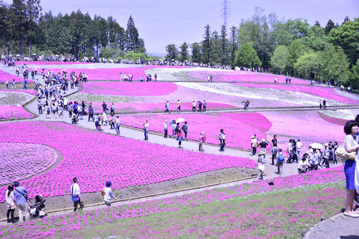 芝桜