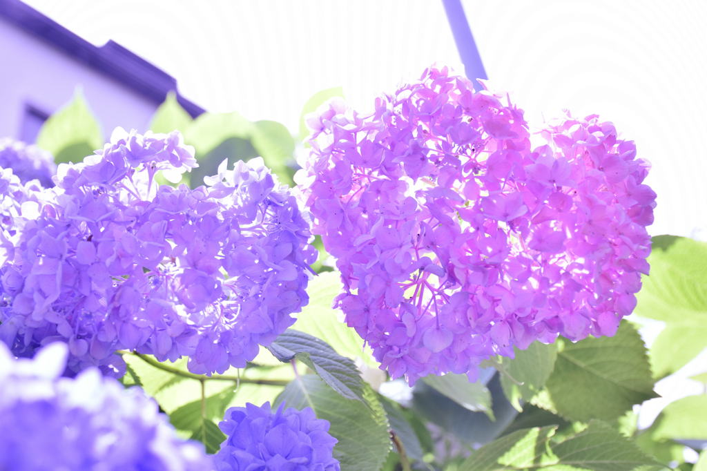 ハート♡