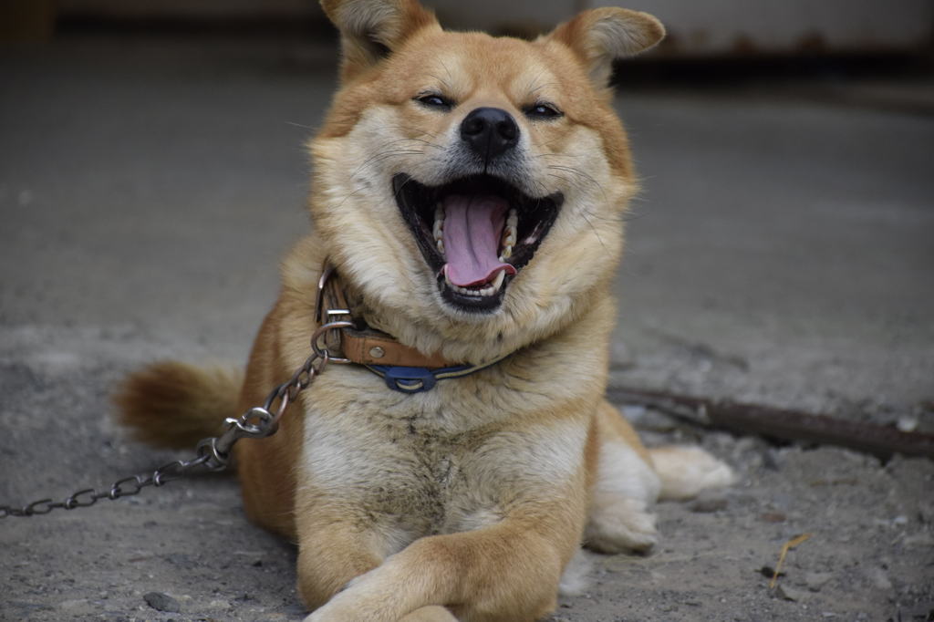 我が家の愛犬