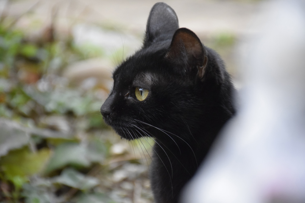 黒猫