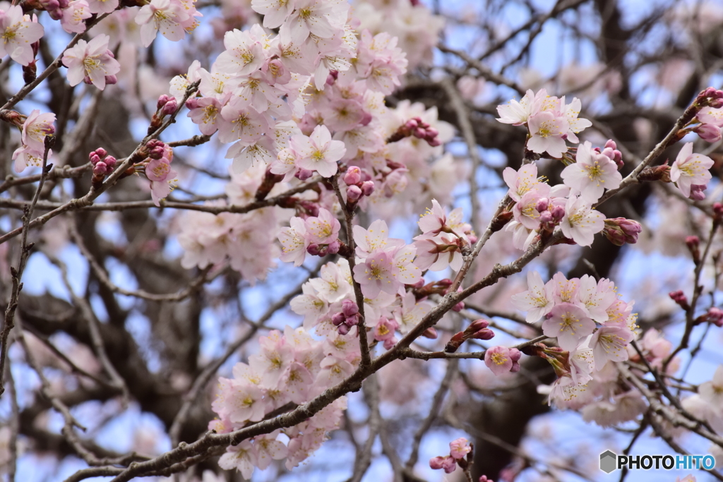 四国の桜