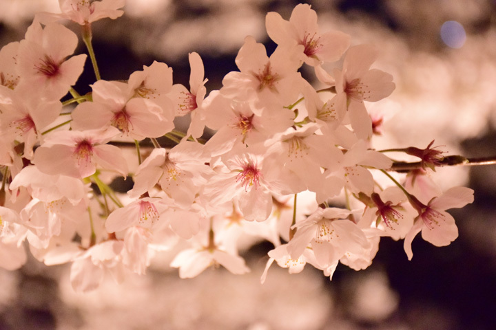 夜桜