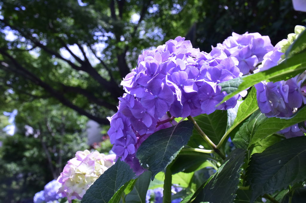 紫陽花