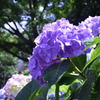 紫陽花