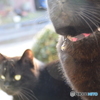 いつぞやの黒猫