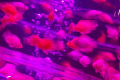 アートアクアリウム４