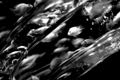 アートアクアリウム８