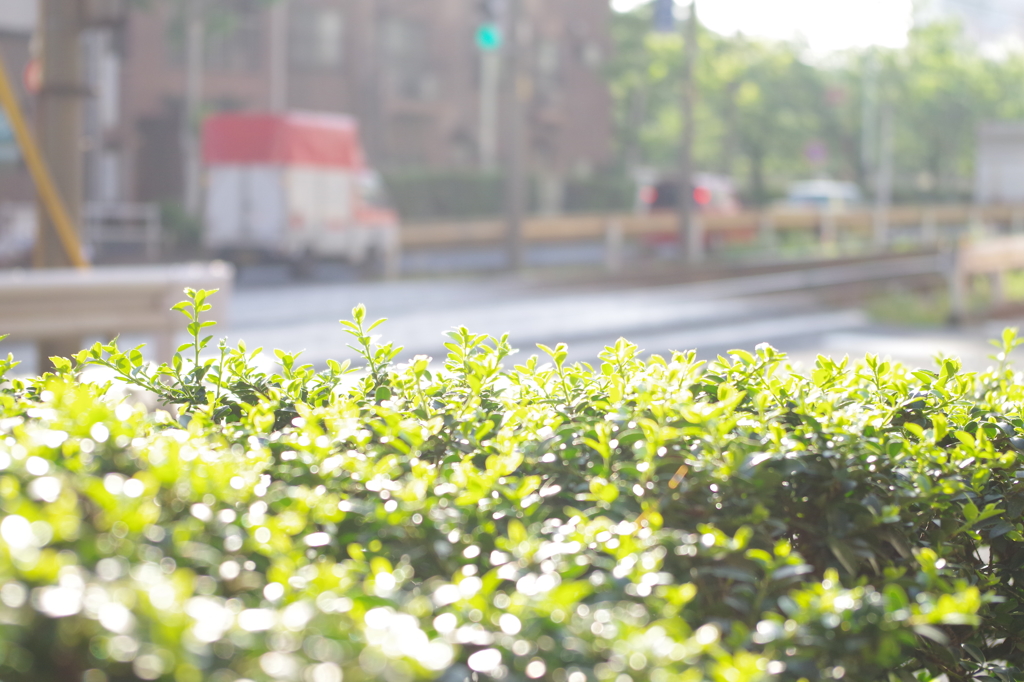 なんてことのない朝