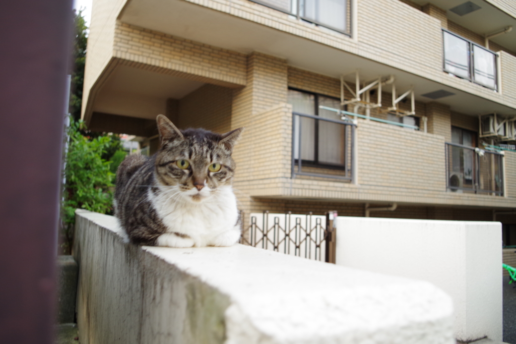 ついつい目が合う