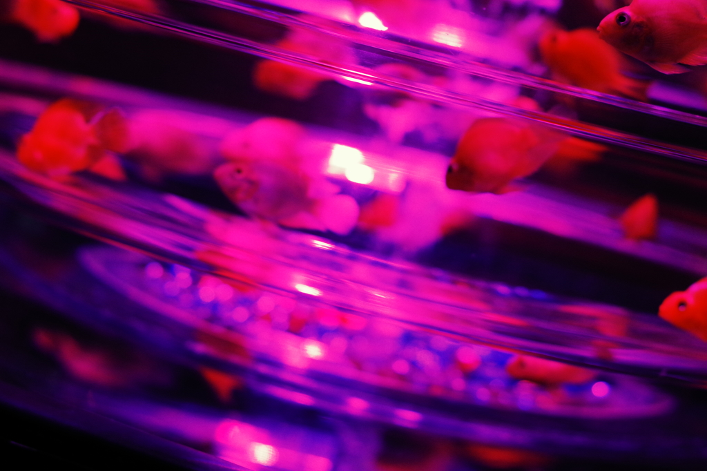 アートアクアリウム６