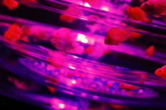 アートアクアリウム６