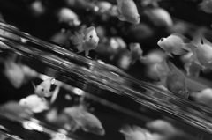 アートアクアリウム５