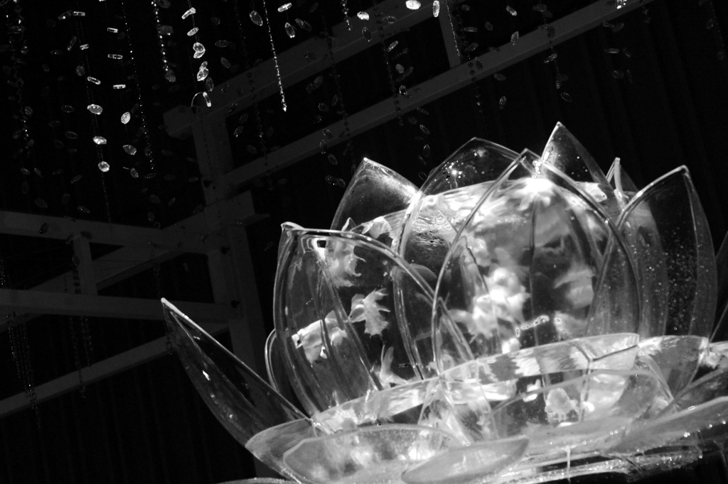 アートアクアリウム３