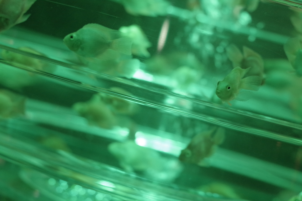 アートアクアリウム７