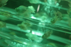 アートアクアリウム７