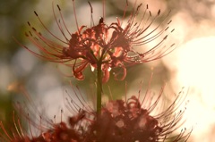 日差しに照らされる、曼珠沙華