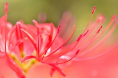 曼珠沙華