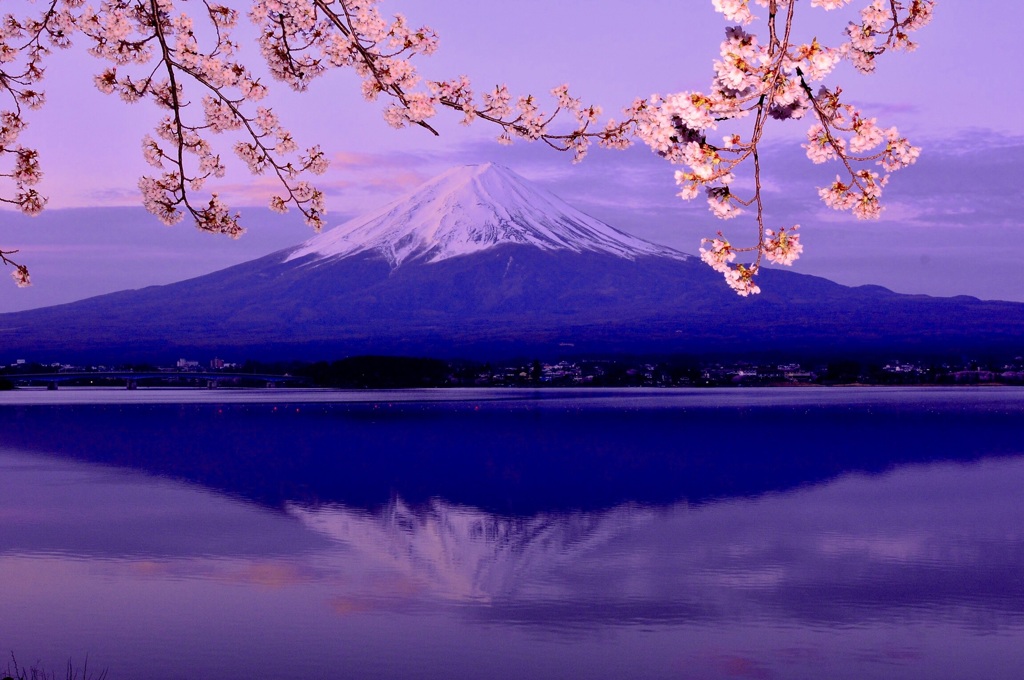 逆さ富士と桜
