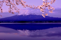 逆さ富士と桜