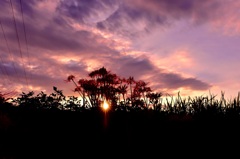 夕焼けと曼珠沙華