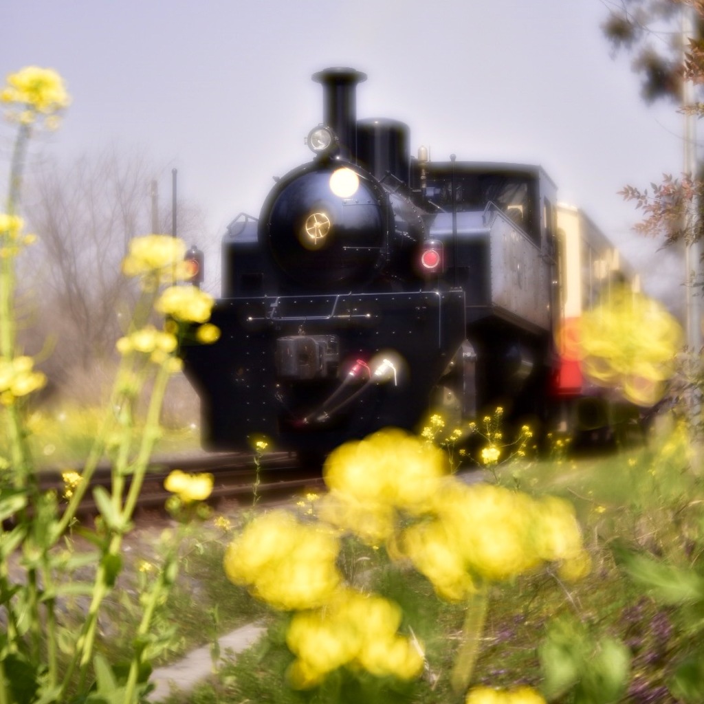 菜の花とトロッコ電車