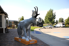 jackalope