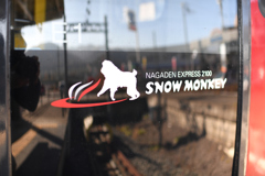 snow monkey