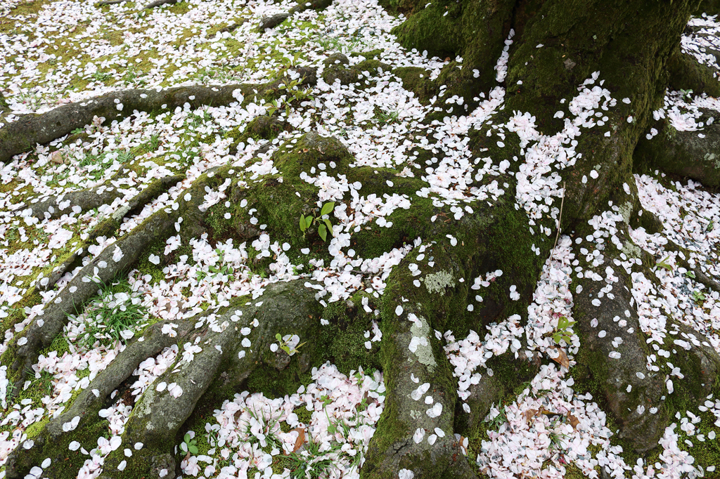 花見の後で1