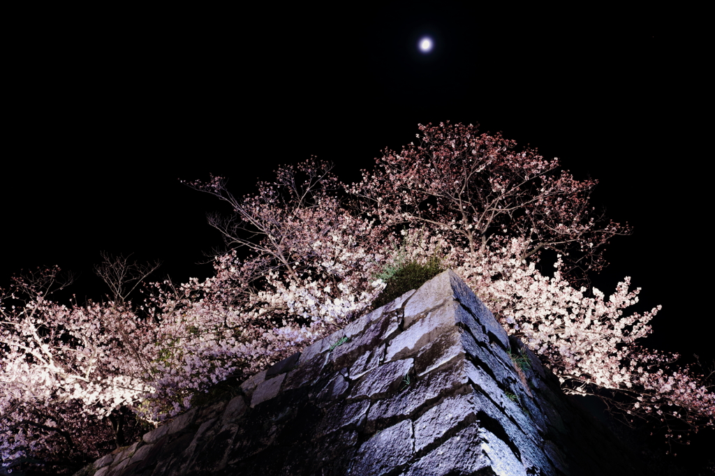 桜祭り