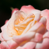 薔薇　ダイアナ・プリンセス・オブ・ウェールズ