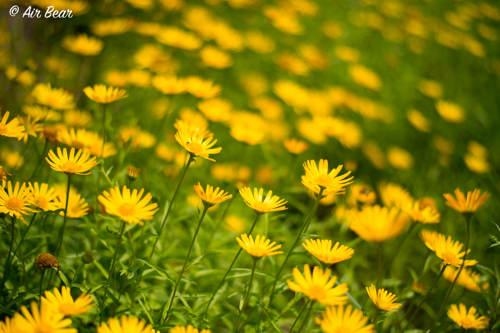 黄色の花畑 ブフタルムム By Air Bear Id 写真共有サイト Photohito