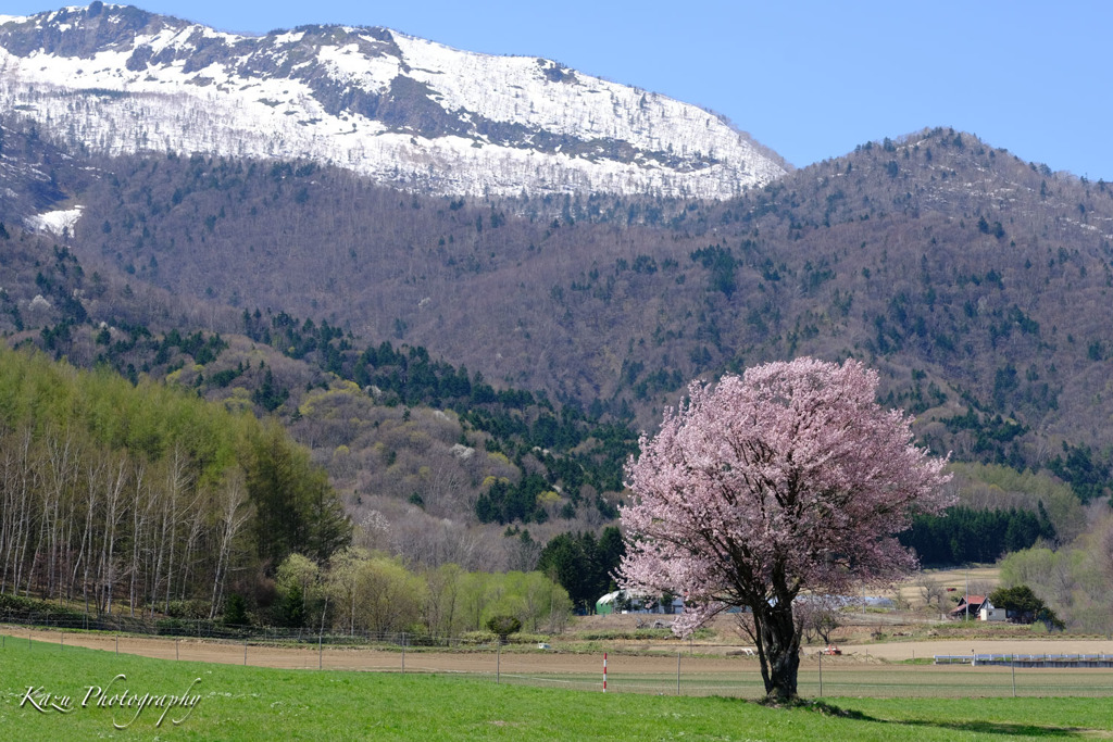 一本桜