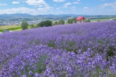 ほのぼの風景