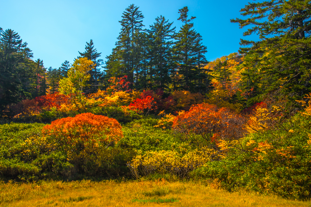 紅葉の集い