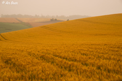 赤麦の丘