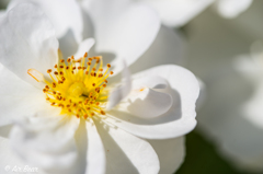 薔薇　ナニワイバラ