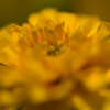 MARIGOLD（黄）