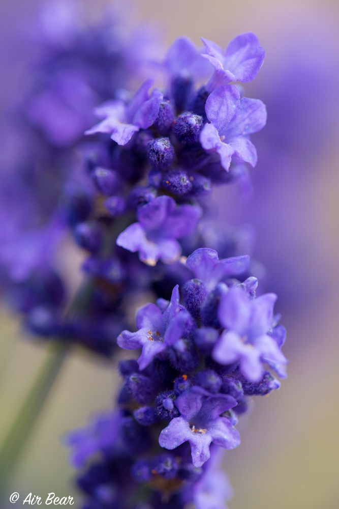 Lavender