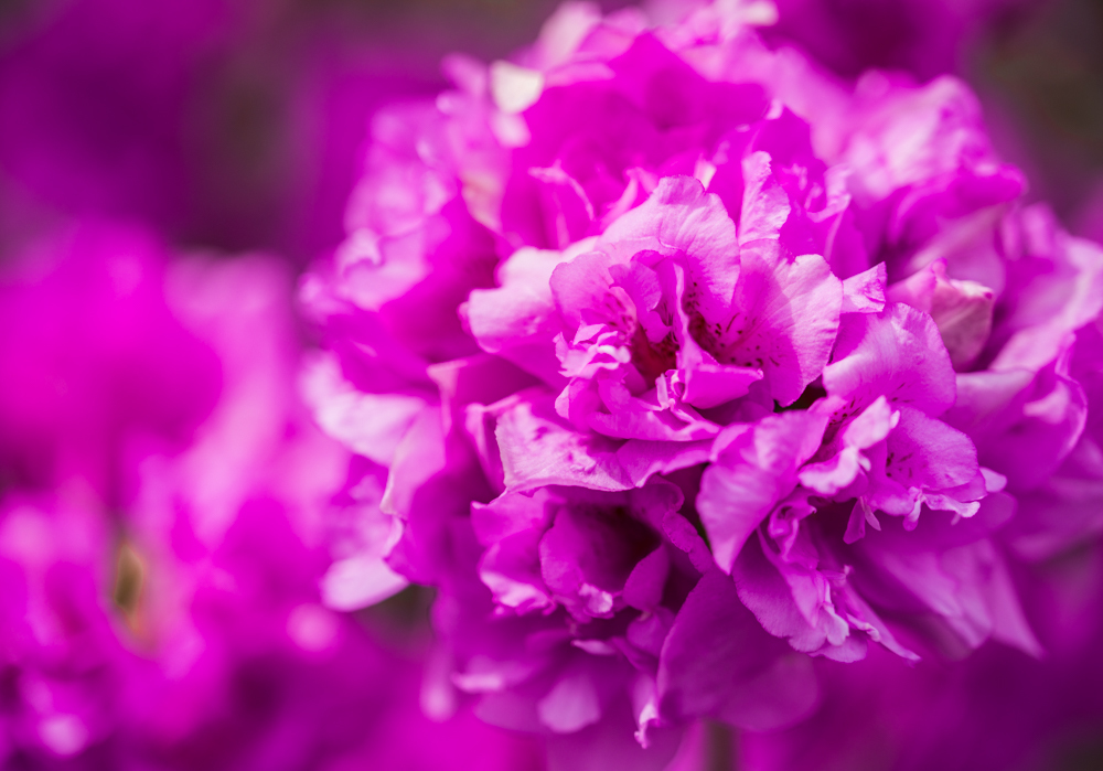 公園に咲くツツジ