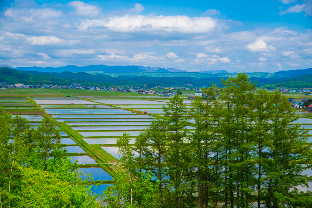 水田