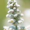 SALVIA（白）