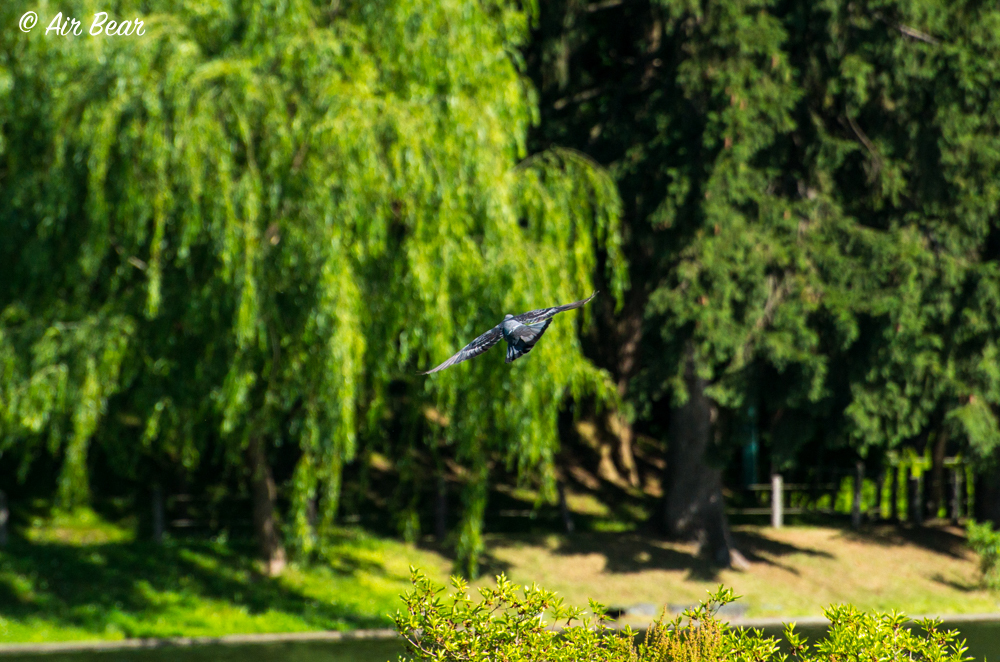 フライング鳩