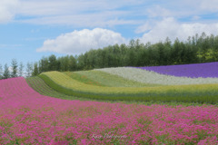 虹の花畑