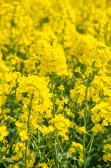 黄色の花束